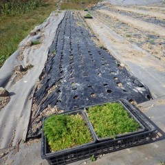 除草したマルチにカモマイル・ジャーマンの苗を植える続きです