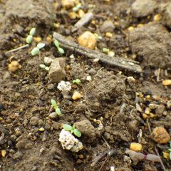 順調に発芽し始めています