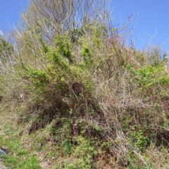 ラベンダー畑の土手の雑木が伸び放題になってしまいました