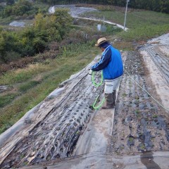 植え終わったら活着を促す為にタップリと灌水をします