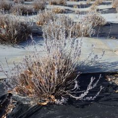 秋の間に伸び放題になっていたラベンダーの株