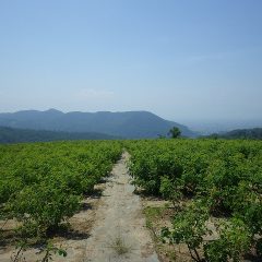 収穫の終わったローズ畑に太陽の光が燦燦と降り注いでいます