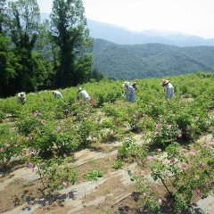 満開になったローズ畑の摘み取り作業は朝7時から行われています