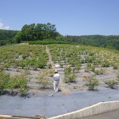 休憩を挟んでこちらの畑の摘み取り作業開始です