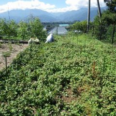 ドクダミの除草作業