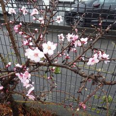 アーモンドの花も次々に開き始めました