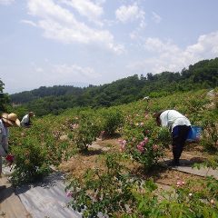 夏の日差しになったローズ畑で黙々と作業が進んでいます