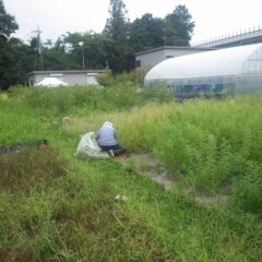 事務局前ではティートゥリー・レモン畑の除草作業中
