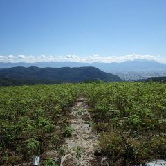 朝から秋晴れが広がるローズ畑　　残念ながら富士山は雲の中