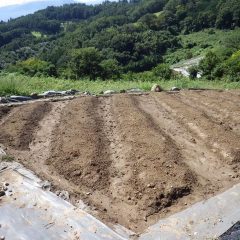 傾斜畑の雨水は畝間を流れ畑の表土は流されていません