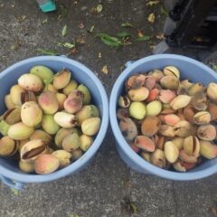 バケツ二杯程の実が収穫出来ました