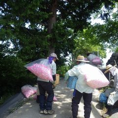 本日の作業終了！　今日の収穫は100kg越えとなりました