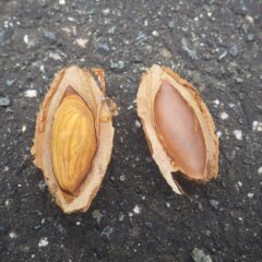 その種を割ると中に皆様ご存じのアーモンドが入っています