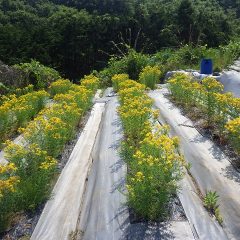 梅雨入りした途端34℃の真夏日になった農場ではセントジョンズワートが満開になりました