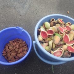 実を割って中の種を取り出します