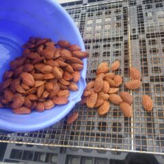 種を綺麗に水洗いしてから乾かします