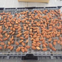 種を広げて1～2週間乾燥させます