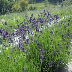花穂が色付いている濃紫（ノウシ：早咲き3号）