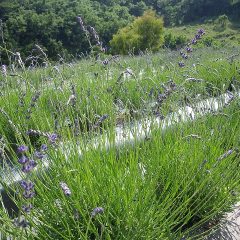 花穂が長く伸び始めているオカムラサキ（遅咲き4号）