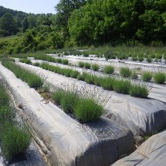 ラベンダー畑も花穂が勢い良く伸びて徐々にラベンダー色に染まり始めています