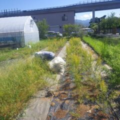 今日も炎天下の中で除草作業が続いています