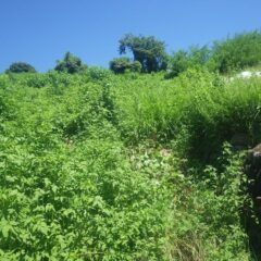 農場のラベンダー畑は隣の耕作放棄地との境が分からなくなってしまっています
