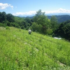 雑草はラベンダー畑にも押し寄せて来ています