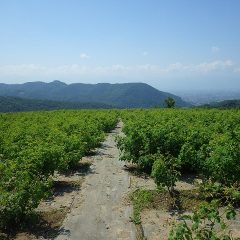 夏の日差しになったローズ畑、早朝からの作業で花は摘み取られています