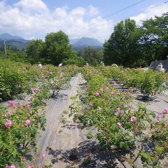 休憩を挟んで最後の畑の摘み取り作業開始！