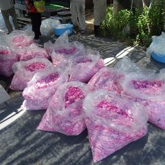 100kg超えの開花ピークを過ぎて本日の収穫は約75kgでした