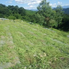 こちらも草刈り作業をしました