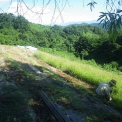 こちらの畑は手作業で除草作業をしています