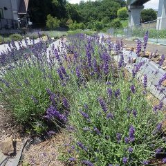 事務局横にあるラベンダー・ロイヤルポットの花穂が色付きました