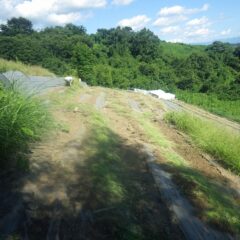 人海戦術で除草作業をしています