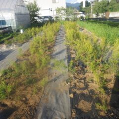 除草作業が終わって綺麗になったティートゥリー・レモン畑