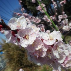 満開の花が連なっています