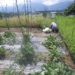 事務局前ではブラックマロウ畑の除草作業中