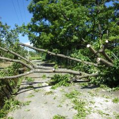 農場に続く農道を台風で倒れた木が塞いでいたので迂回しました