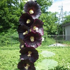 ブラックマロウは花柱に花がたわわに咲いています