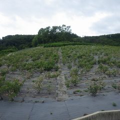 今年のローズ収穫は終了しました