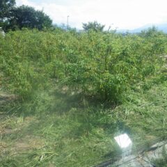 ローズ畑の中も雑草でいっぱいでした