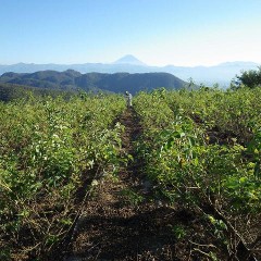 ローズ畑の除草作業継続中です