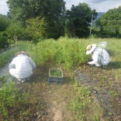 農場ではスペアミントの収穫作業中