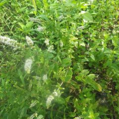 収穫するスペアミントには沢山の花が咲いています
