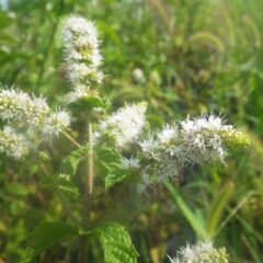 ミント類は開花期に精油量がピークを迎えると言われています