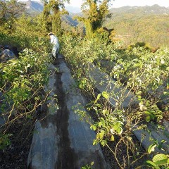 剪定する前に雑草と一緒に邪魔な枝なども片付けます