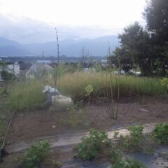 除草作業は時間いっぱいまで行われています