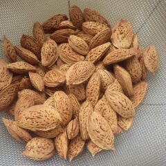 乾草の終わったアーモンドの種