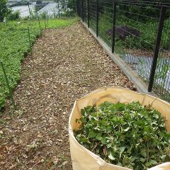 34℃の暑さの中、ようやく半分を収穫