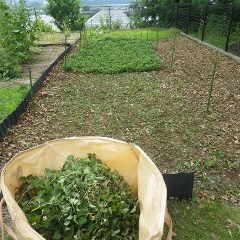 熱波の中、ここまで収穫して本日の作業終了